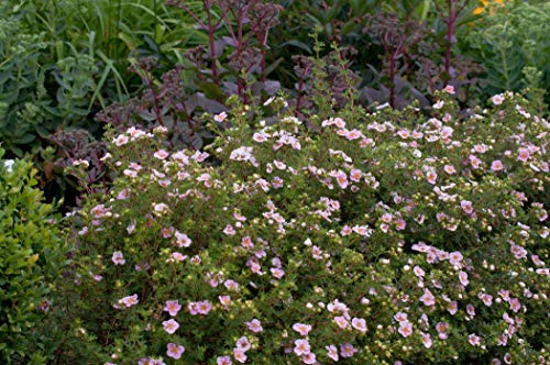 Fingerstrauch Potentilla fruticosa Rosa 10er-Set winterhart Bodendecker