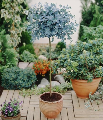 BALDUR Garten 1x Eukalyptus-Bäumchen Stämmchen im 3 Liter-Topf immergrünes Zierstämmchen für Beet & Kübel duftendes Laub vertreibt lästige Fliegen pflegeleicht ideal für Balkon & Terrasse