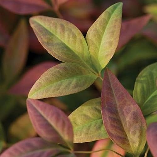 Southern Living Plant Collection - Blush Pink Nandina (1.5 galones) Follaje rosa y carmesí