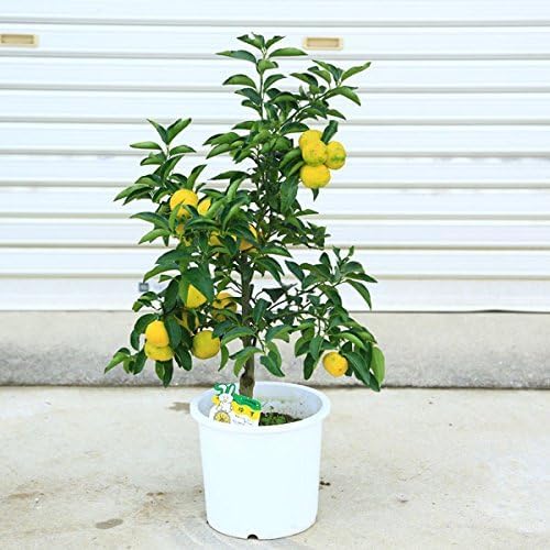 Amazon | 遊恵盆栽 庭木：花ユズ 7寸＊ | 果物