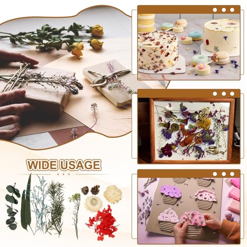 Set de flores secas naturales para manualidades miniatura 6