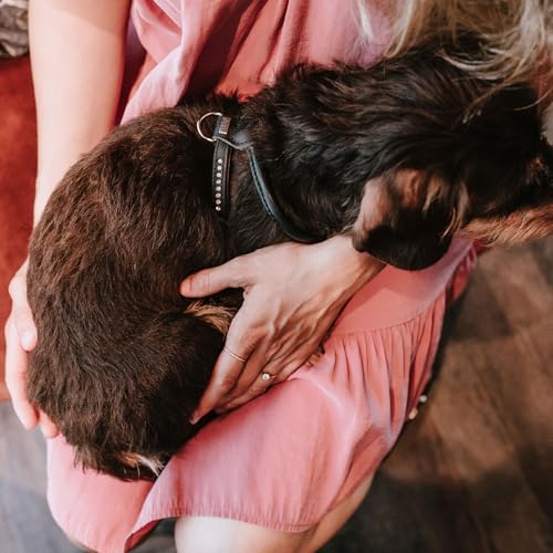 Hunter Hundegeschirr Round & Soft Canadian UP, Farbe: schwarz, weiches, geschmeidiges Leder, rundgenäht, fellschonend, nachhaltig, Made in Germany, Größe: S-M