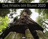  Das Wissen der Bäume 2020: Inspirierende Baumriesen mit Geschichte im XXL-Format
