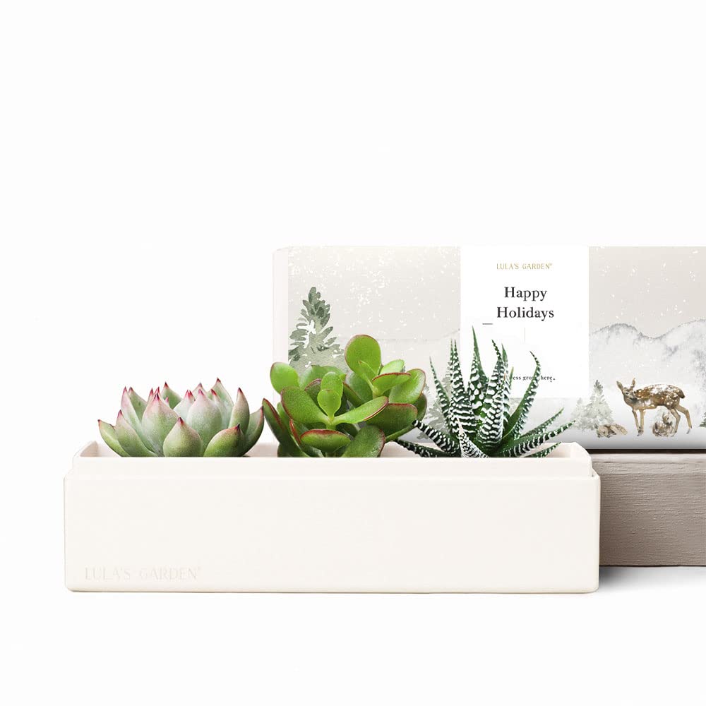 Jewel Garden (Happy Holidays)