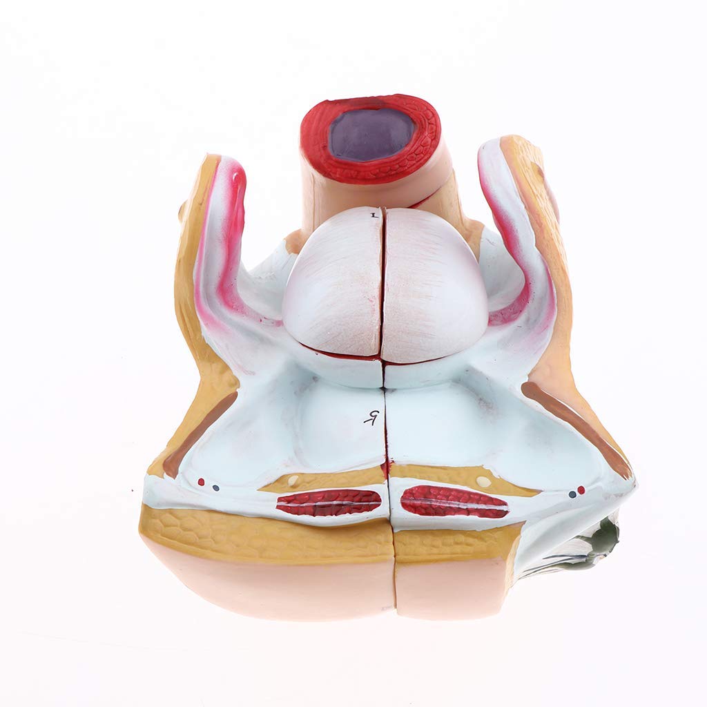1:1 Menschliches Weibliches Genitalorgan Anatomisches Modell für Anatomie Lehrmittel Laborbedarf