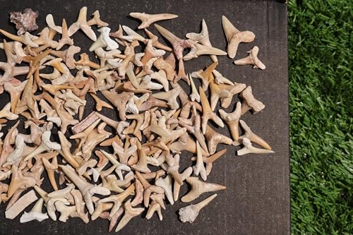 Image of Great Collection of Shark Teeth Fossil Shark Teeth Fossils for Kids Fossils from Morocco A246