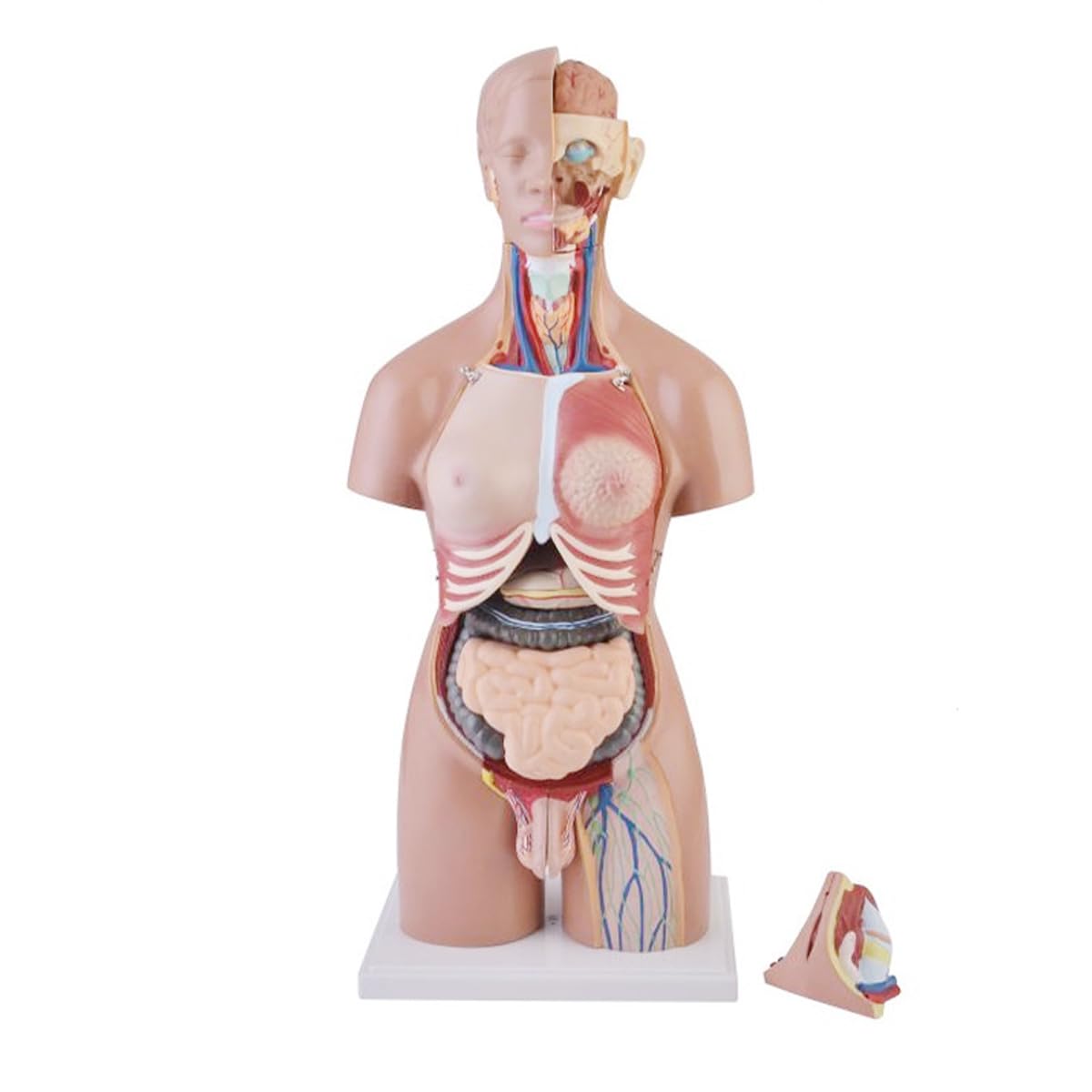 Modèle Anatomique De Torse Humain Masculin Et Féminin De 55 Cm, Organes Internes, 21 Parties du Torse, Matériel Pédagogique, Modèle Anatomique