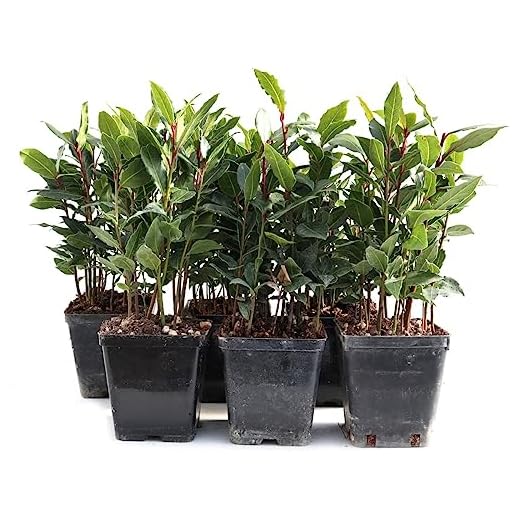 Laurel Natural con Maceta Pequeña de ø10cm Planta Viva