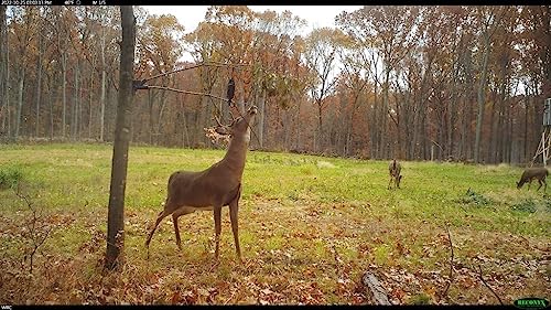 Wildlife Research Center Active-Branch Mock Scrape Kit for Whitetail Deer Hunting, Includes Golden Scrape Premium Scrape Scent