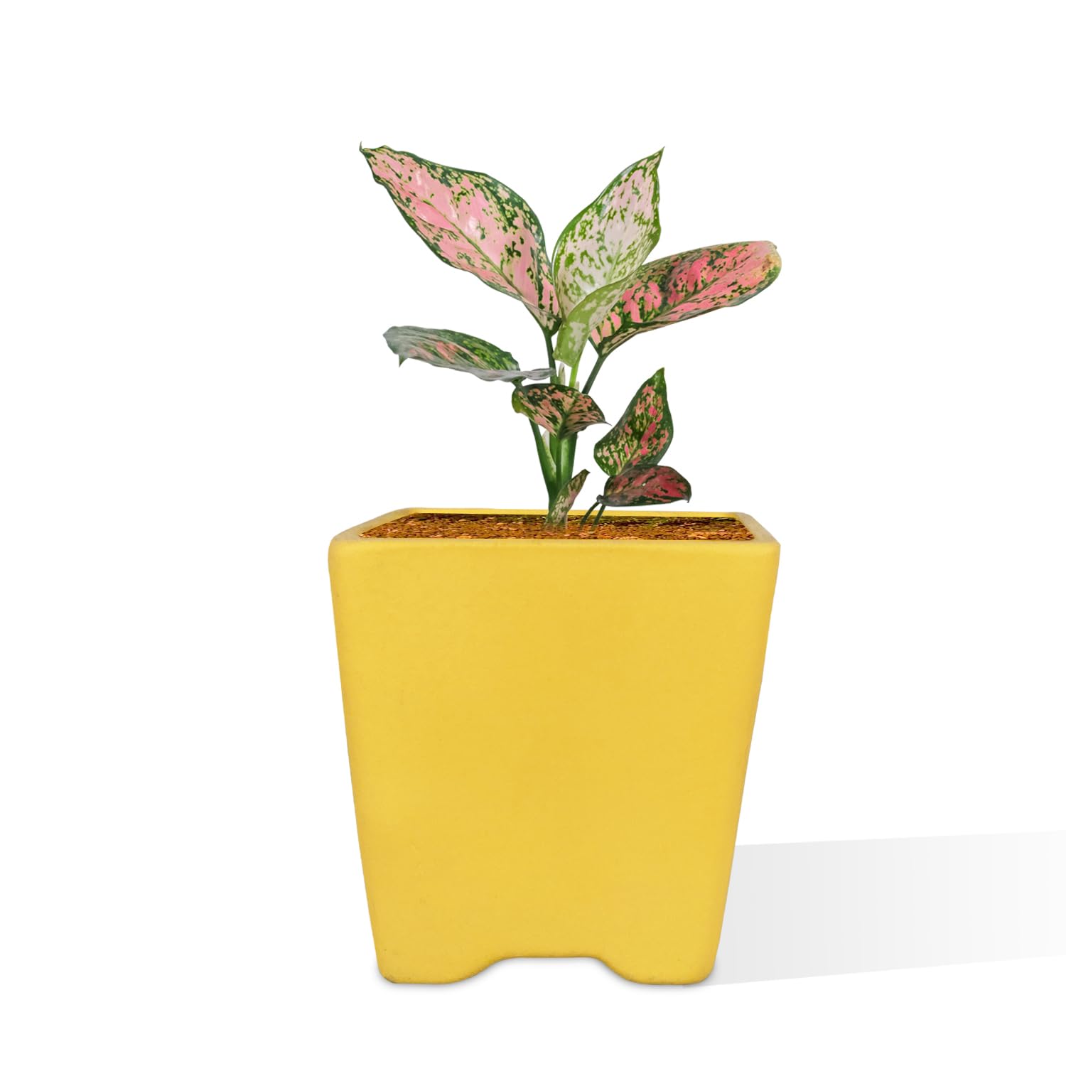 Lasaki Mini Mint Ceramic Pots - Indoor Outdoor Planters -6