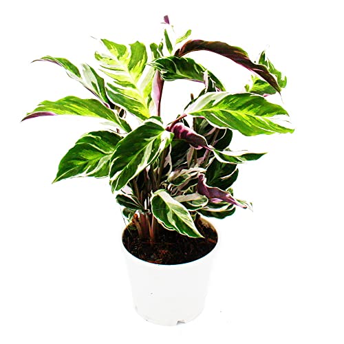 Exotenherz - Schattenpflanze mit ausgefallenem Blattmuster - Calathea Fusion White - 14cm Topf - ca. 40cm hoch