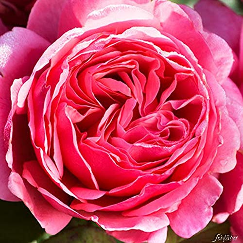 Edelrose Elbflorenz in fuchsienrosa - Duftrose winterhart - Rosen-Blüte in fuchsienrosa - Rose sehr stark duftend im 5 Liter Container von Garten Schlüter - Pflanzen in Top Qualität