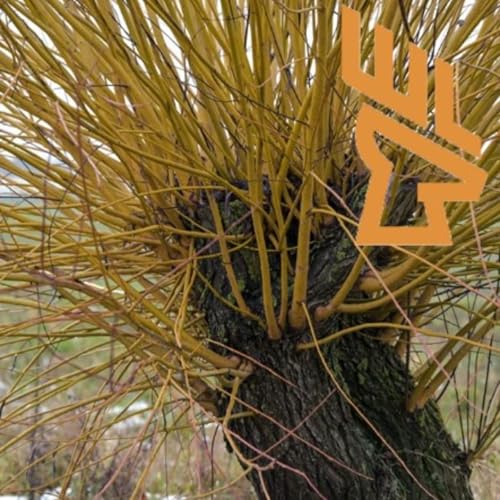 EP214 Quick Cover, Wildlife Field Conversion and Plantings, Coppice and Pollarding Trees