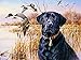 ITPDJKE 5D Diamantstickerei Hund DIY Kreuzstich-Kit Diamantmalerei Tiere Mosaik-Kits Bild Von Strasssteinen Wohnkultur Kunst,30x40cm