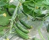 6pcs calientes de venta de botella semillas de la calabaza, semillas de la calabaza, semillas de hortalizas, jardín planta trepadora