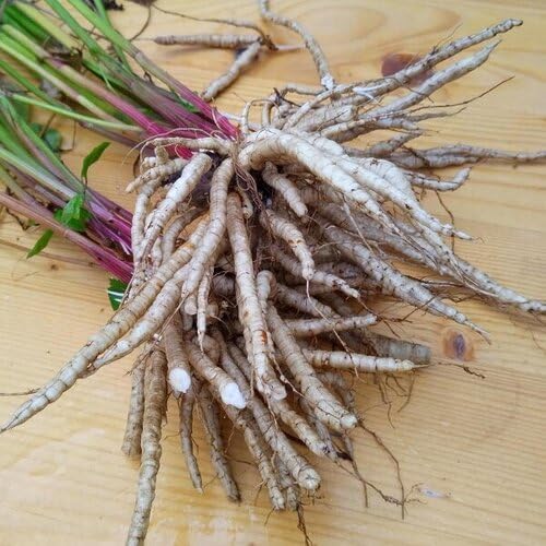 100pcs White Skirret Vegetable Seeds