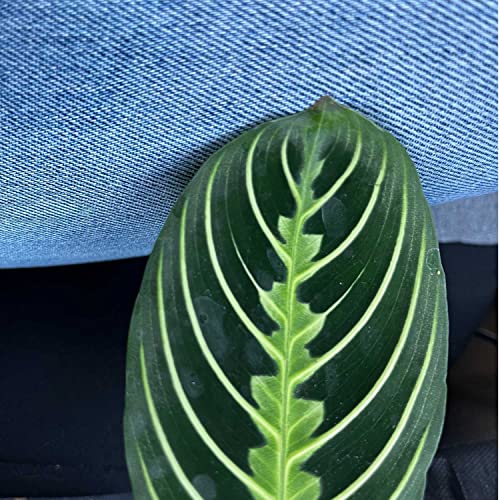 Back In March | Episode 3