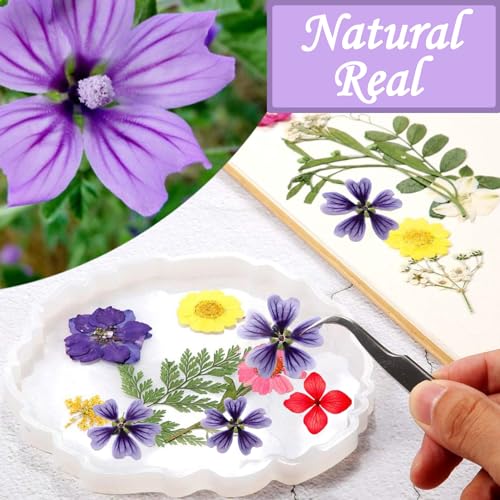 Flores Secas de Malva Prensadas Moradas para Manualidades miniatura 4