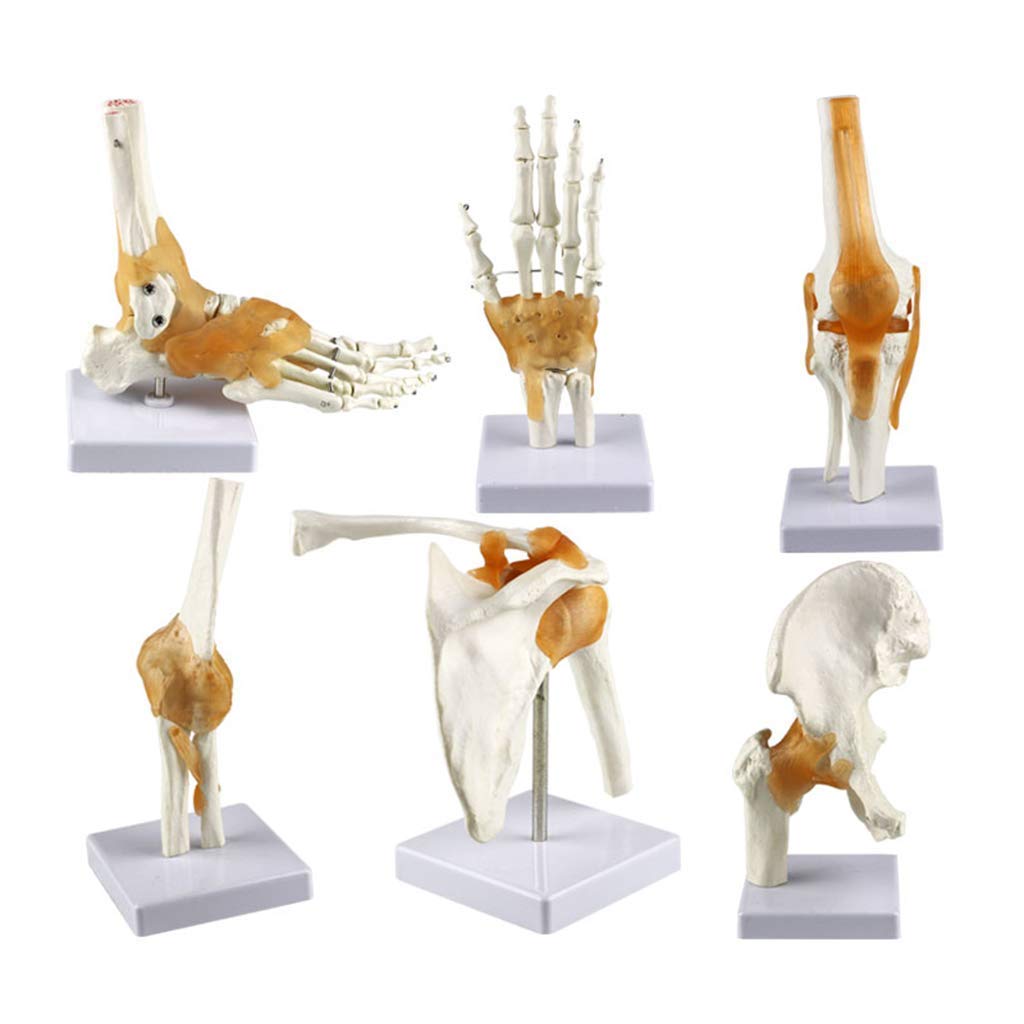 Study Model 1O Scientific Human Anatomy - Human Body Six Major Joint Models Joint Series Model - Human Shoulder Elbow Hip Knee Hand Foot Joint Bone Models