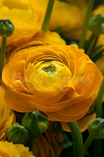Bulbs & beyond 150 Tubérculos de Ranúnculos Amarillo - Envío Incluido Cover