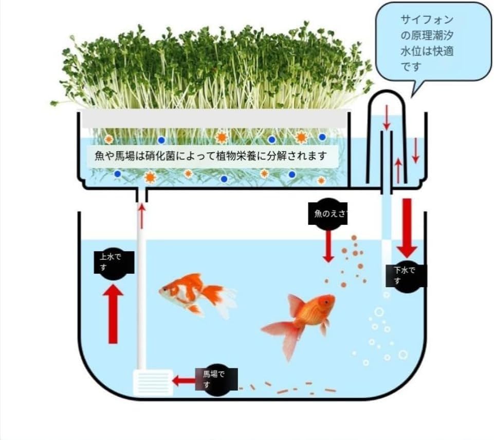 Amazon | AZIEBAY アクアポニックス 水耕栽培システム おしゃれ
