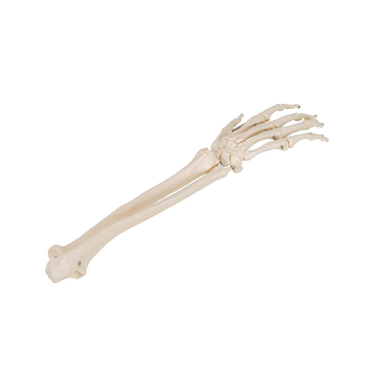 3B Scientific® Mano con Antebrazo – Modelo Anatómico Humano a Tamaño Real en Huesos sobre Alambre + Smart Anatomy App (Garantía de 5 Años)