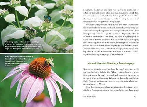 Wildscape: Trilling Chipmunks, Beckoning Blooms, Salty Butterflies, and other Sensory Wonders of Nature (-) - Image 5