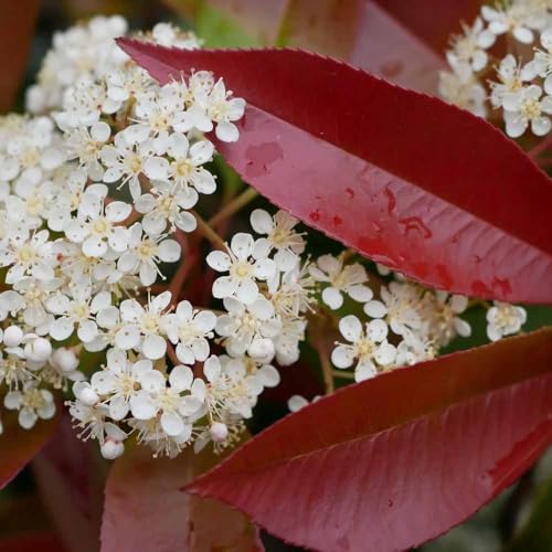 semillas de aligustre brillante rojo petirrojo - petirrojo rojo en resistentes - Serie Raras - semillas de bonsái 500pcs