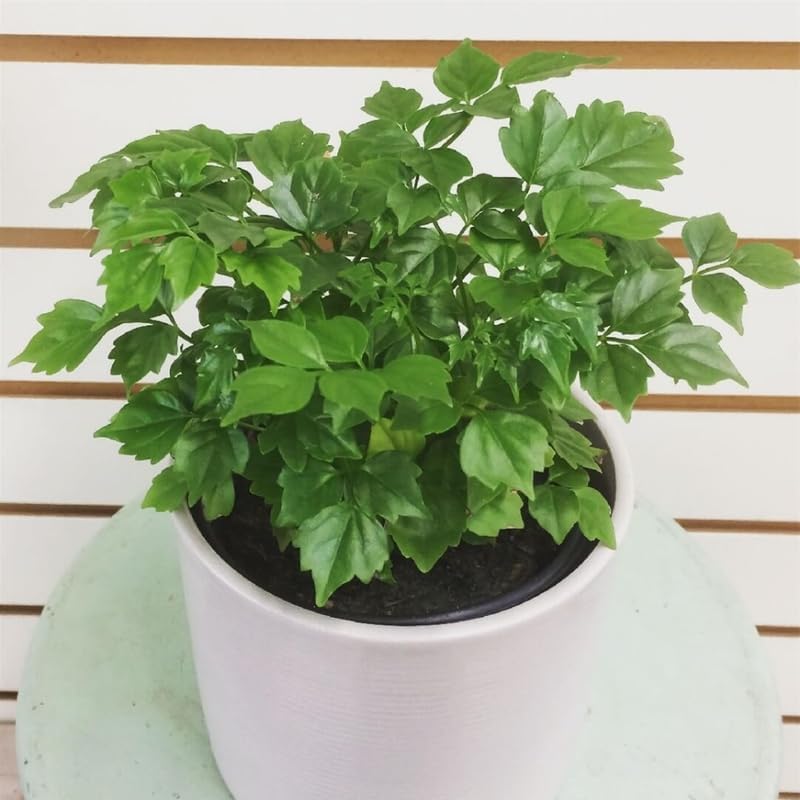 Doll Plant in 4 Inch Pot, Doll Live Plant in Pot, Doll Houseplant Plant for Gardening