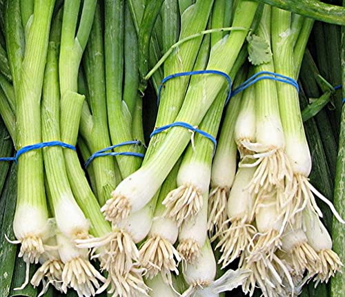 500 Evergreen Bunching Onion Seeds White Heirloom - Non-GMO -