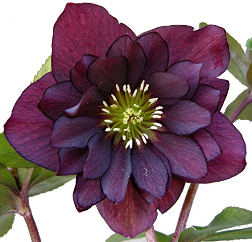 Purple Christmas Rose 10 Seeds -Helleborus-Shade Purple Christmas Rose 10 Seeds -Helleborus-Shade