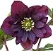 Purple Christmas Rose 10 Seeds -Helleborus-Shade