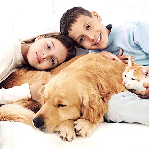 image for BestPet Pet Stroller 4 Wheels Posh Folding Waterproof Portable Travel 