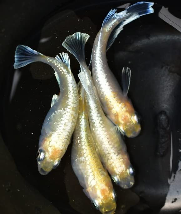 金魚 魚 フィッシュ ロングフィン ゴールド 置物 143-138-004