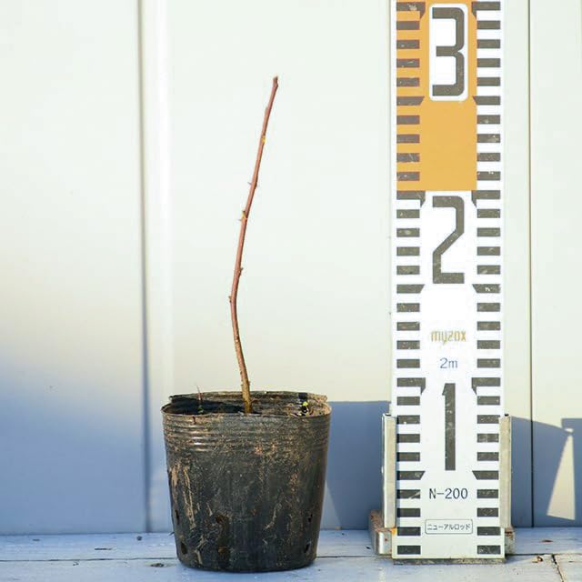 Amazon.co.jp: ノーブランド品 カツラ 苗 【桂 （かつら）】 ポット苗