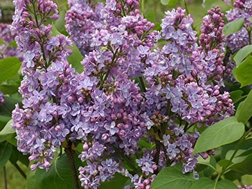 1146-French Lilac Tree/Shrub (Syringa Vulgaris) Seeds By Robsrareandgiantseeds Upc0764425787716 Bonsai,Non-Gmo,Organic,Historic Plants,Sacred, 1146 Package Of 5 Seeds #TOP5