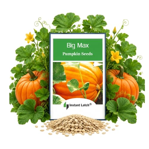 20 Big Max Pumpkin Seeds for Planting Non GMO Heirloom Seeds Fresh Garden Seed
