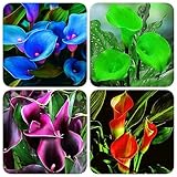 10 piezas calla bulbos resistentes perennes, plantas exóticas resistentes, decoración de jardín para exterior bulbos de lirio de cala - Zantedeschia aethiopica - plantas balcón flores