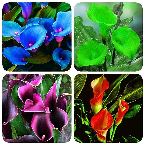 Calla Lilien Zwiebeln Winterhart - 4 Knollen Mehrjährig | Elegante Gartenblumen