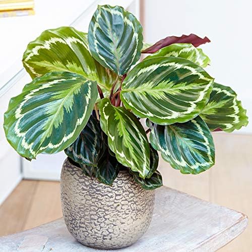 Calathea Medallion Planta Siempre Verde | Mejores Plantas de Inte...
