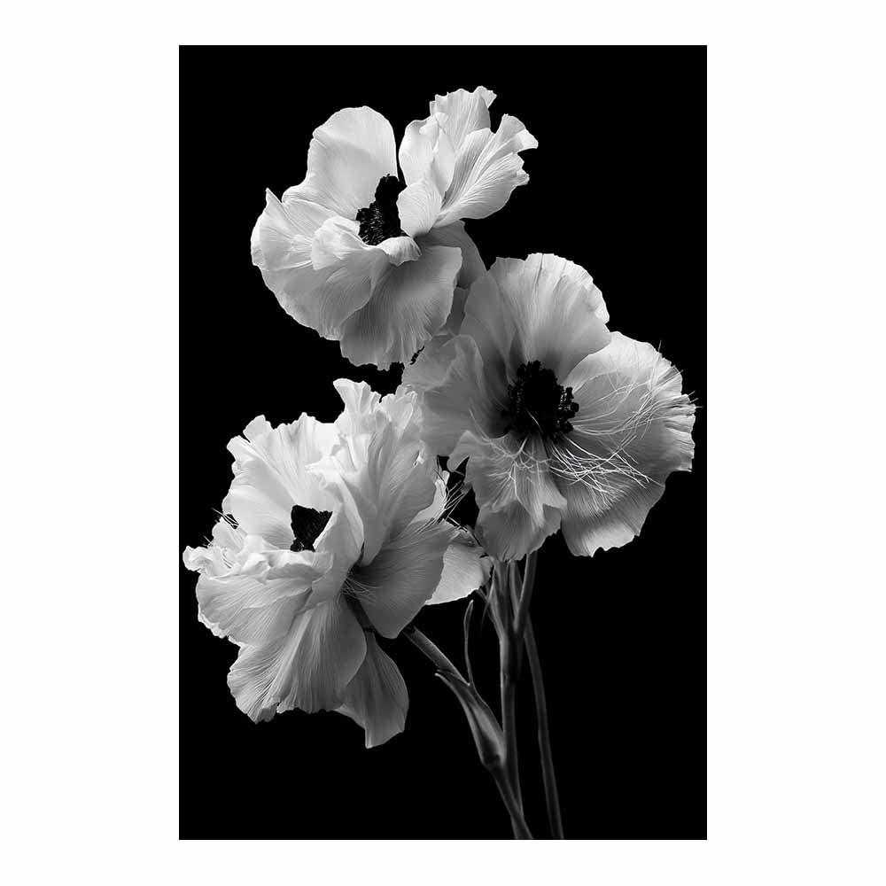 HOQIU Black And White Pictures Black Background Whites Poppies canvas wall art, decorative paintings, for Bedroom Living Room Bathroom Office Home Decoration(Multicolor)-60x80cm Unframed