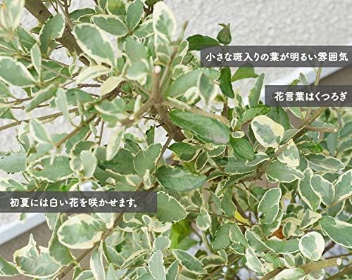 Amazon シルバープリペット 約100cm 人気 プリペット おしゃれ 種類 鉢植え 植木 苗 苗木 シンボルツリー 目隠し 庭木 和風 洋風 ガーデニング エクステリア 新築 園芸 記念樹 シルバー 常緑 鉢 木 記念樹 お祝い 新築祝い 慶事 育てやすい シルプリ