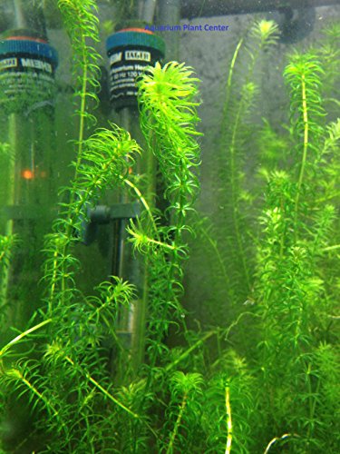 6 Narrow Leaf Anacharis (Egeria Najas), Live Aquarium/Aquatic/Mid-Ground/Background/Stem/Cold Water Plant by G&Z