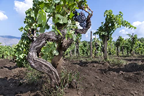 Donnafugata Dea Vulcano Etna Vino Rosso, DOC Sicilia, 750 ml - 6