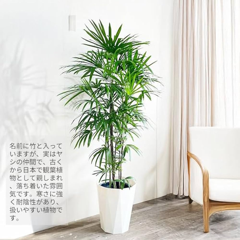 Amazon｜棕櫚竹 シュロチク 観葉植物 10号 大鉢 観葉植物 寒さに強い