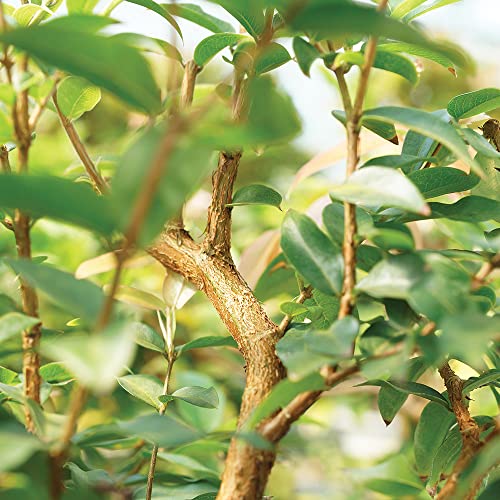 Brussel'S Bonsai DT2712JMCT8 Brussel'S Live Jaboticaba Indoor Bonsai Tree thumb #1