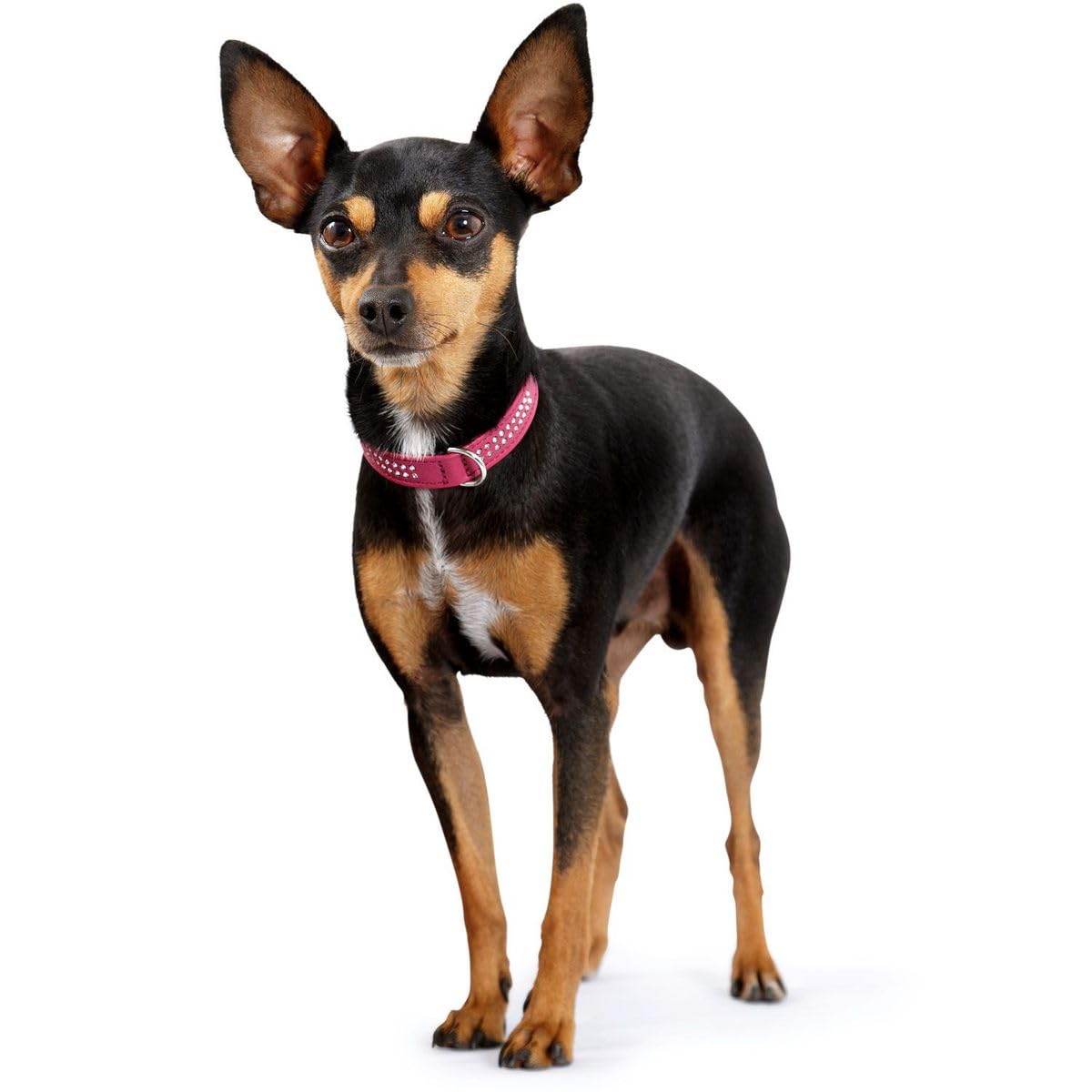 HUNTER Collar de Perro de Piel de napa con Diamantes pequeños