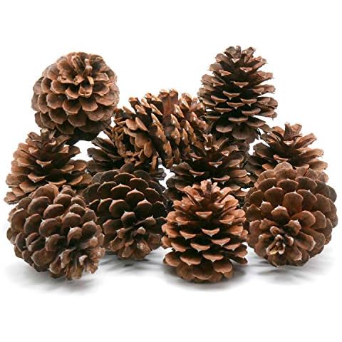 Review Outdoor Gear 5, 8, 10 or 12 Ponderosa Decorative 3" - 3.5" Pine Cones UNSCENTED Fall Winter Holiday Home Decor Vase Bowl Filler Displays Crafts (3 x 4, Quantity of 10) Cover