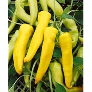 Organic Bulk Sweet Banana Pepper Seeds Non GMO (25 Lbs)