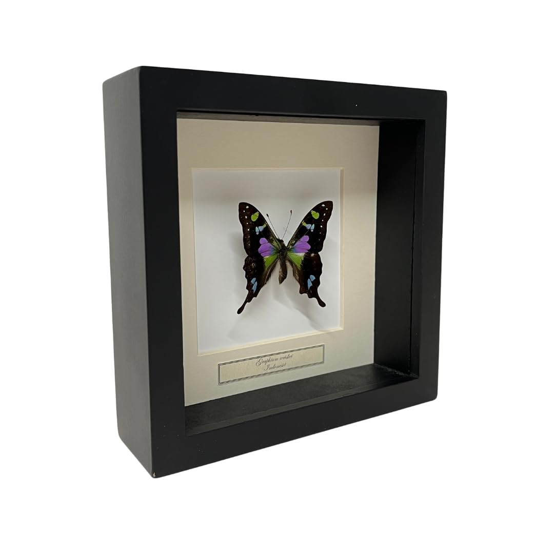 Papillon Graphium Weiskei violet sous cadre profond 16x16 cm pour décoration